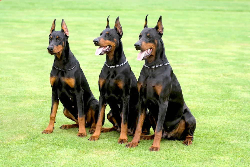 Doberman dog breed