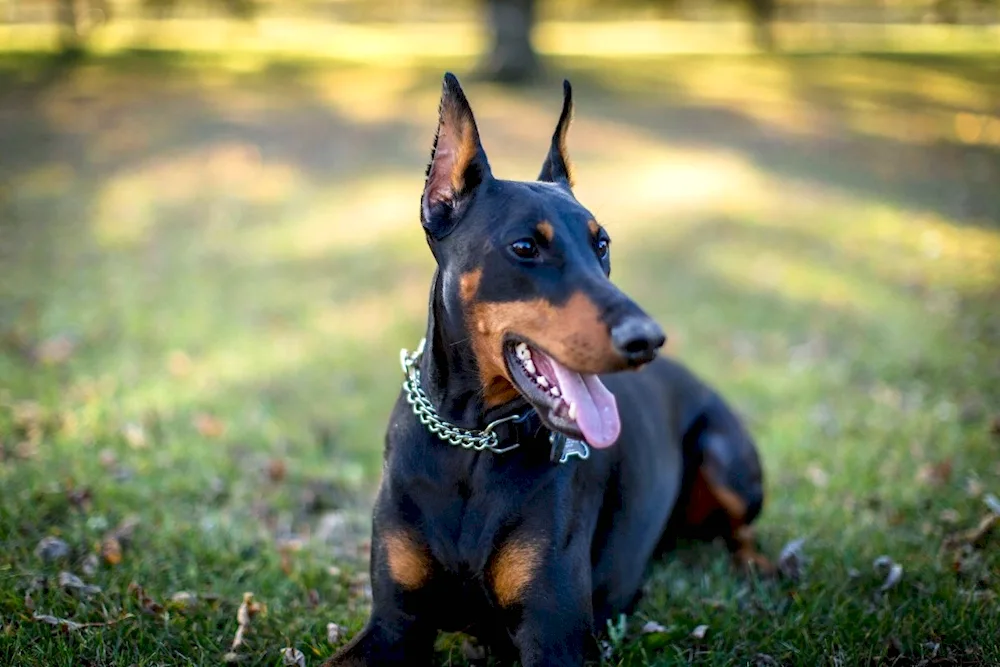 Doberman dog breed