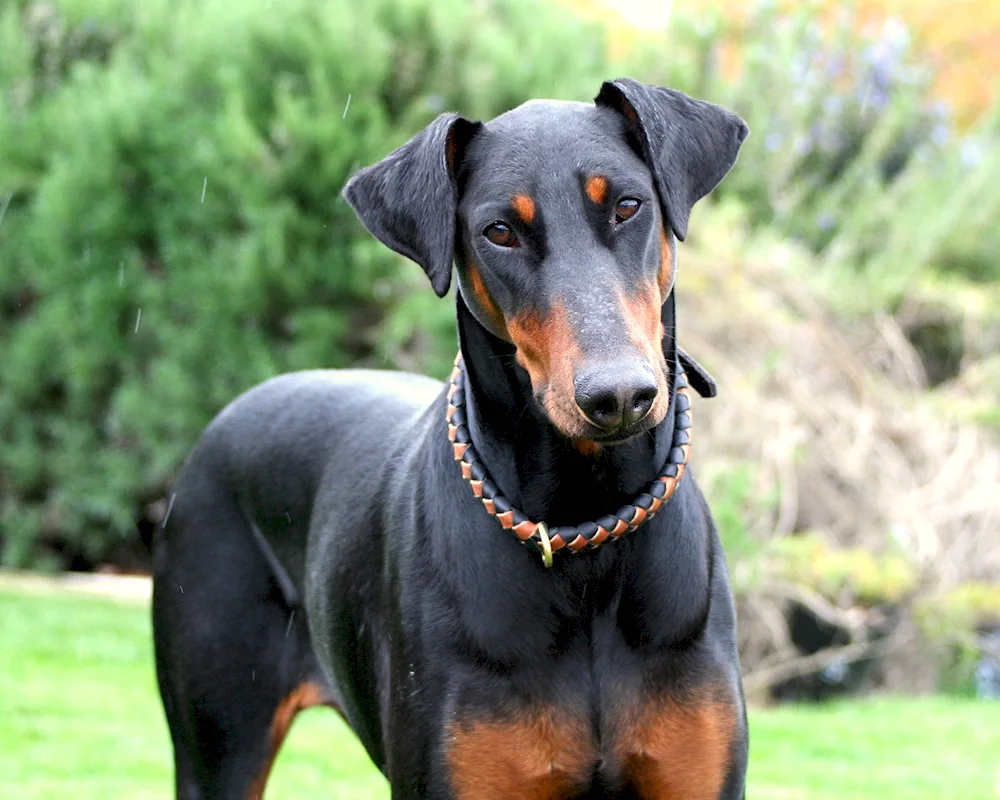 Doberman dog breed