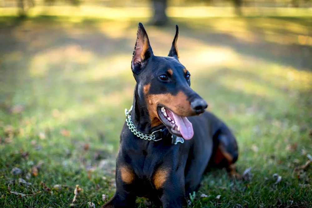 Black German Shepherd with white markings