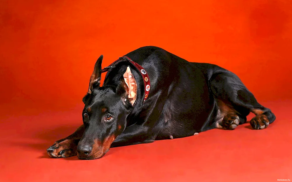 Doberman dog
