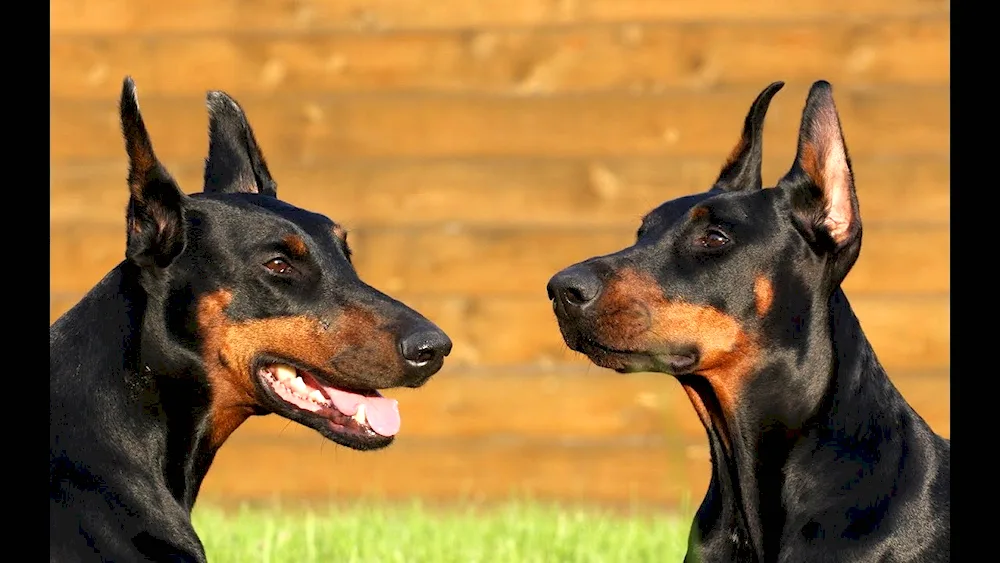 Doberman dog