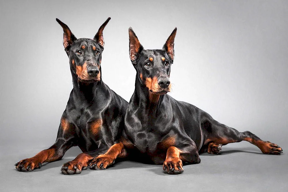 Doberman dog breeds