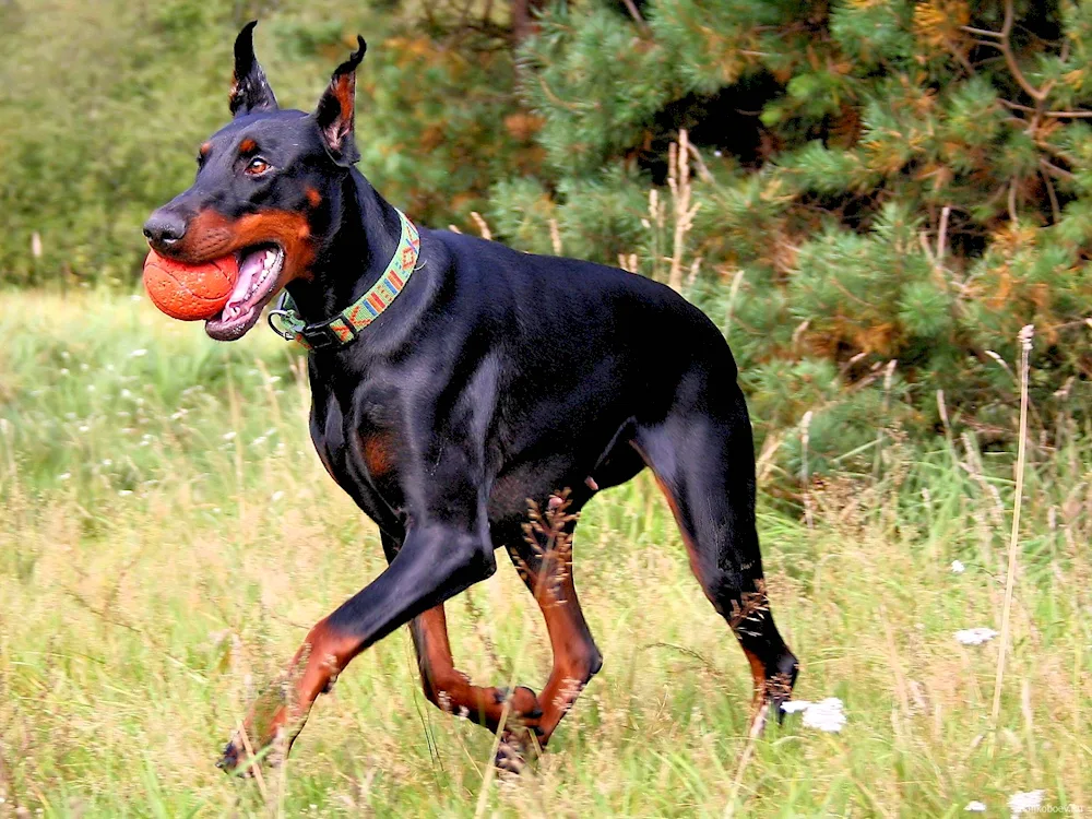 Doberman pinscher