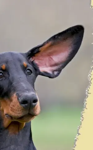 Doberman with unsheathed ears