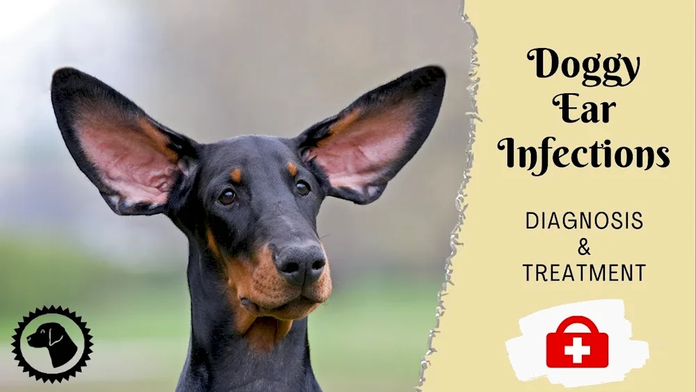 Doberman with unsheathed ears