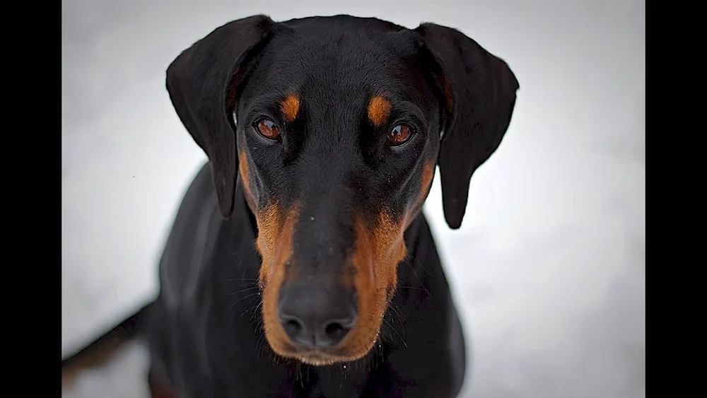 Doberman dog