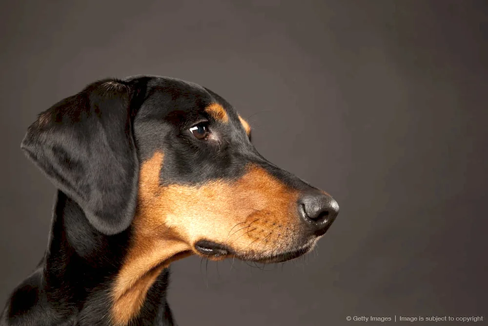 Doberman with floppy ears