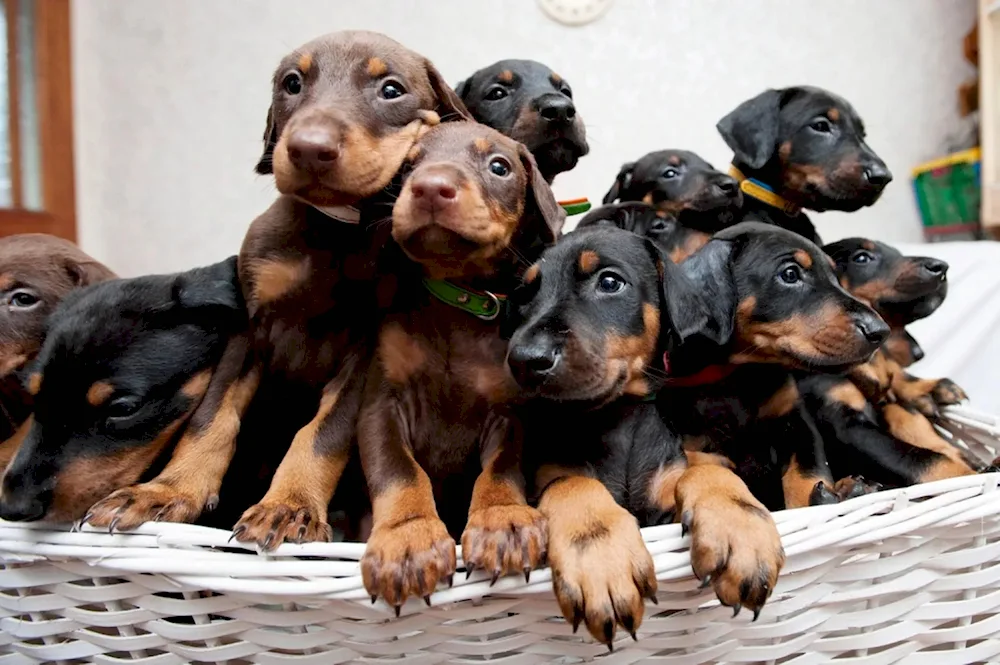 Doberman dog