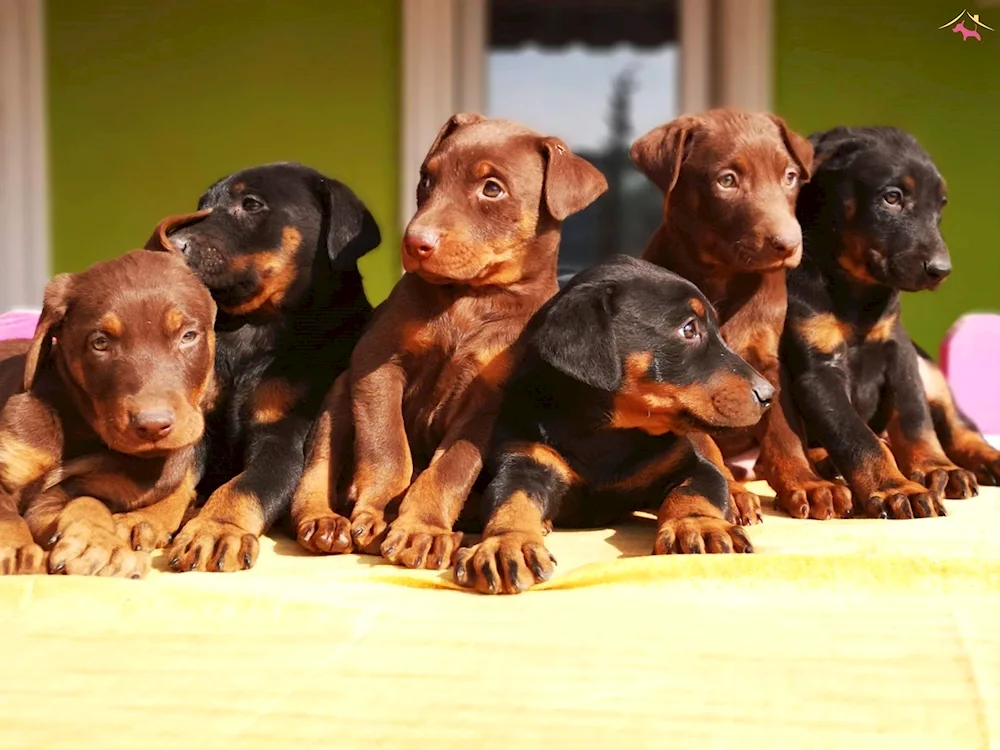 Doberman puppy