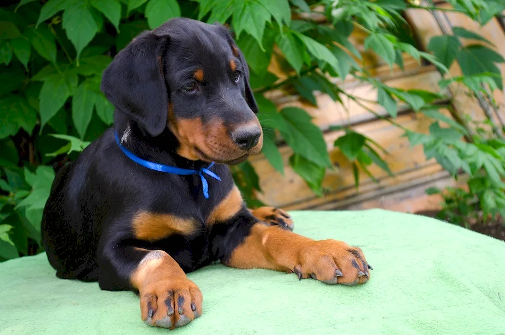 Doberman puppy
