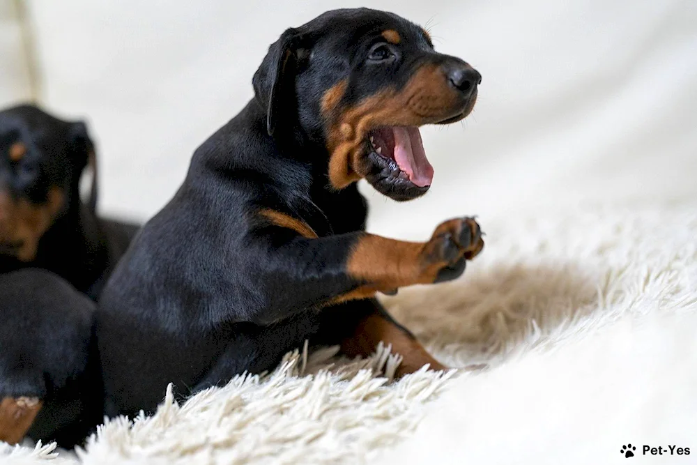 Doberman puppy