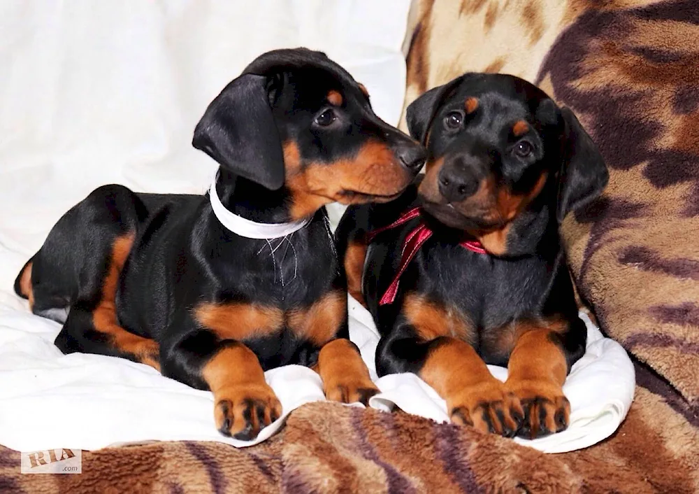 Doberman puppy