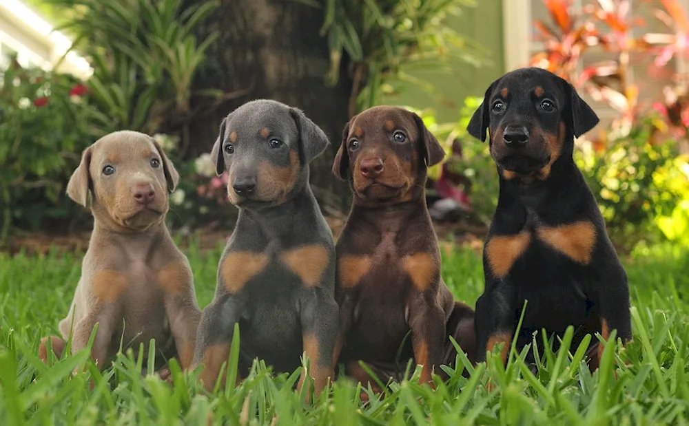 Doberman puppy