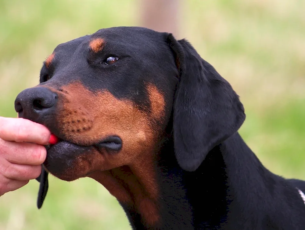 Doberman puppy