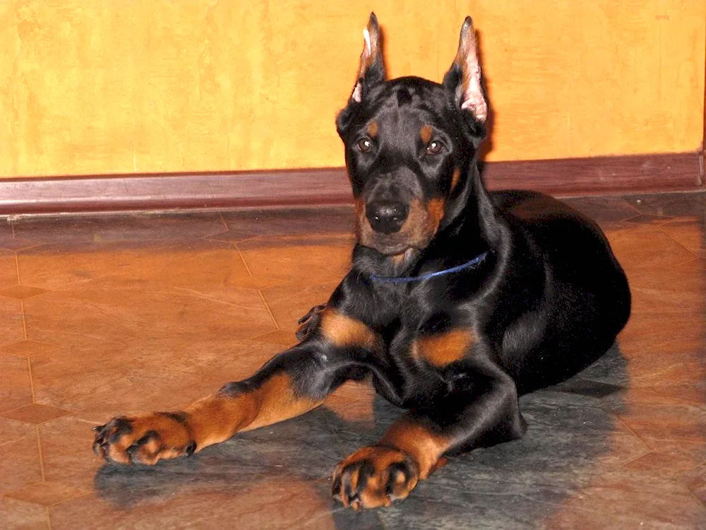 Doberman puppy