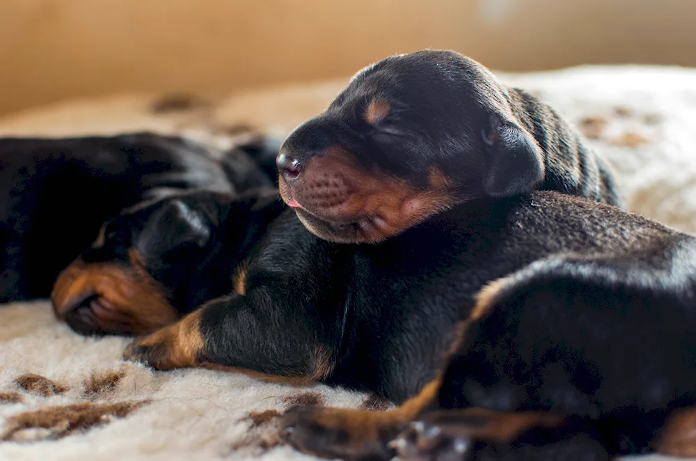 Doberman pinscher