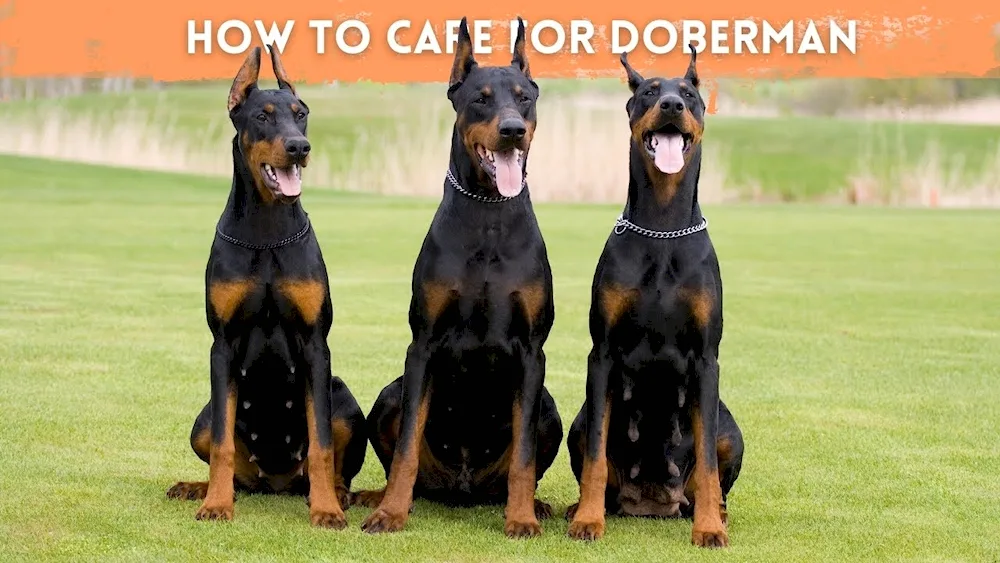 Doberman dog. pinscher