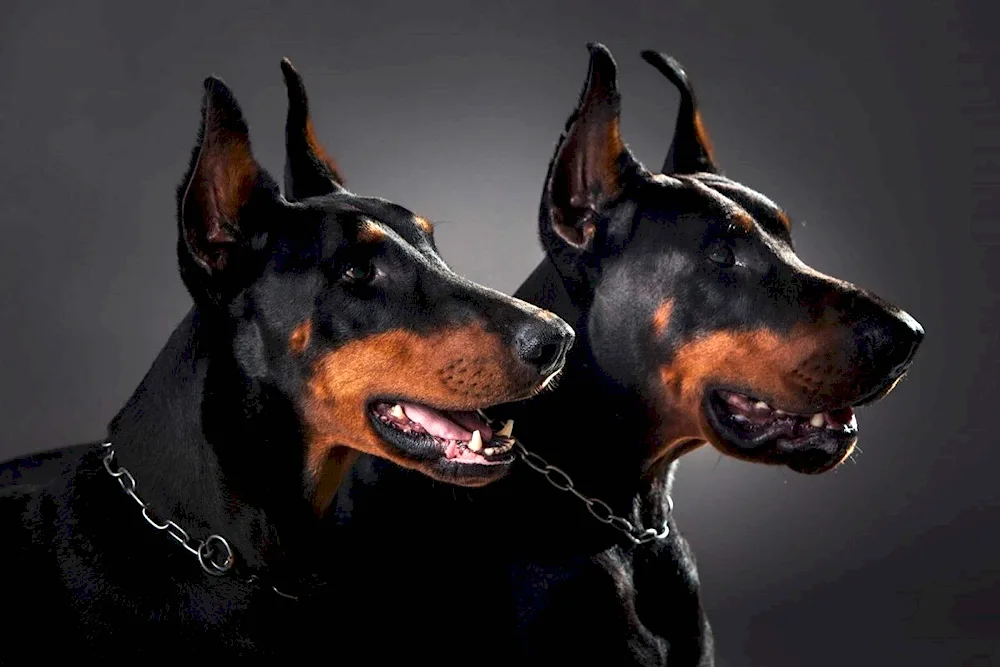 Doberman dog