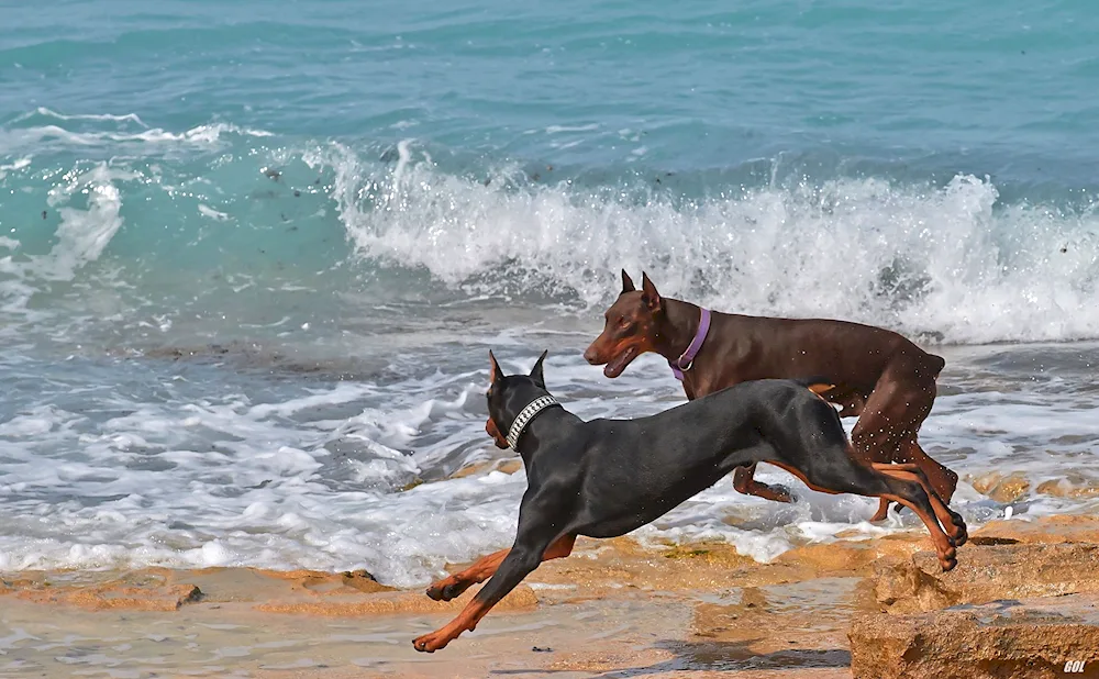 Doberman dog