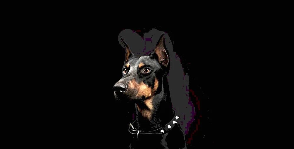 Doberman dog