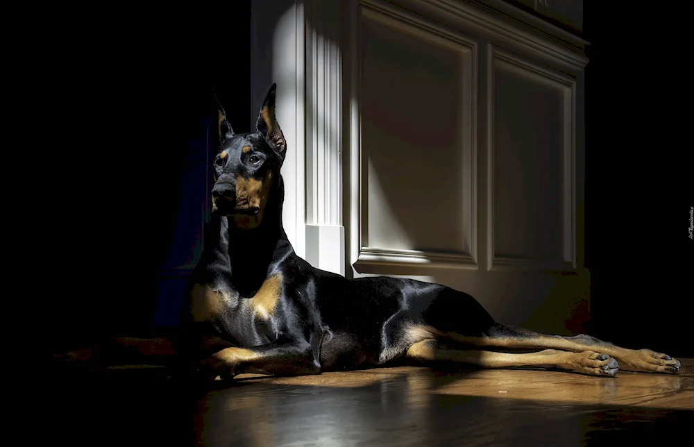 Doberman dog breeds