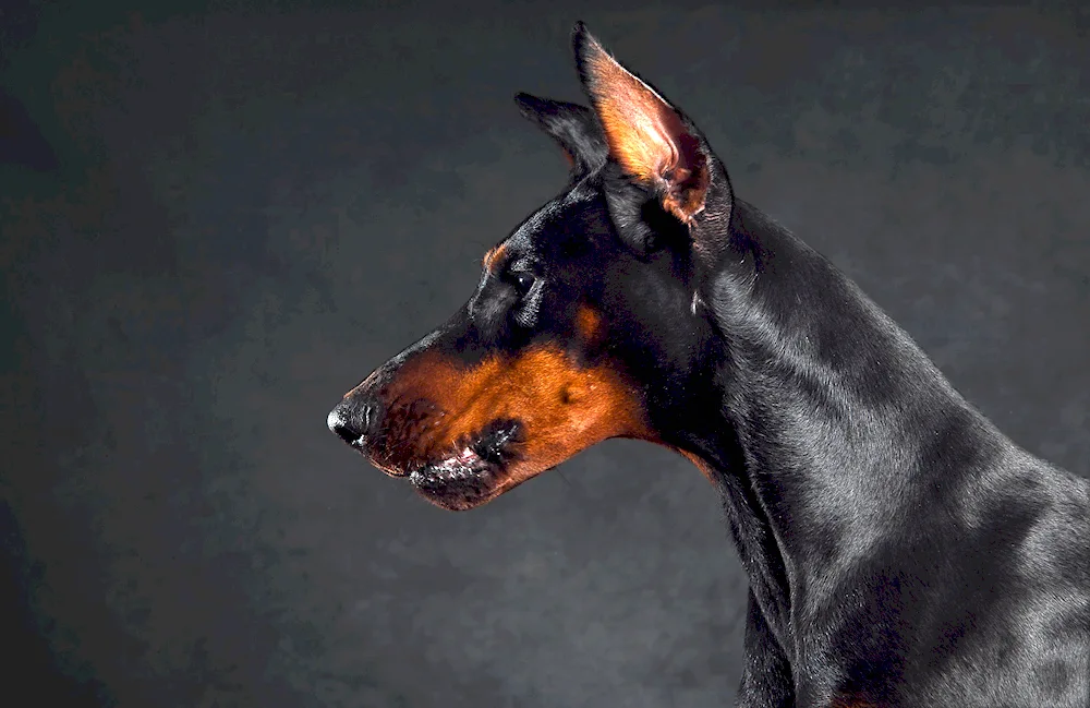 Doberman melanist