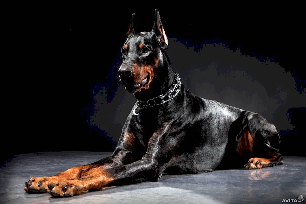 Doberman dog