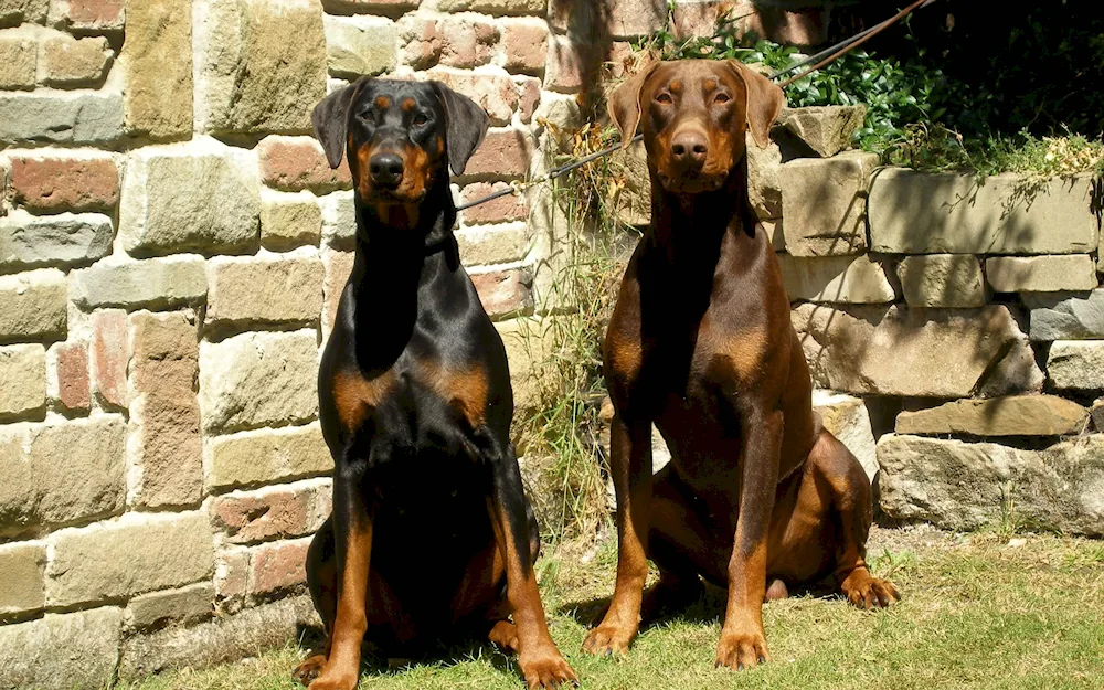 Doberman dog