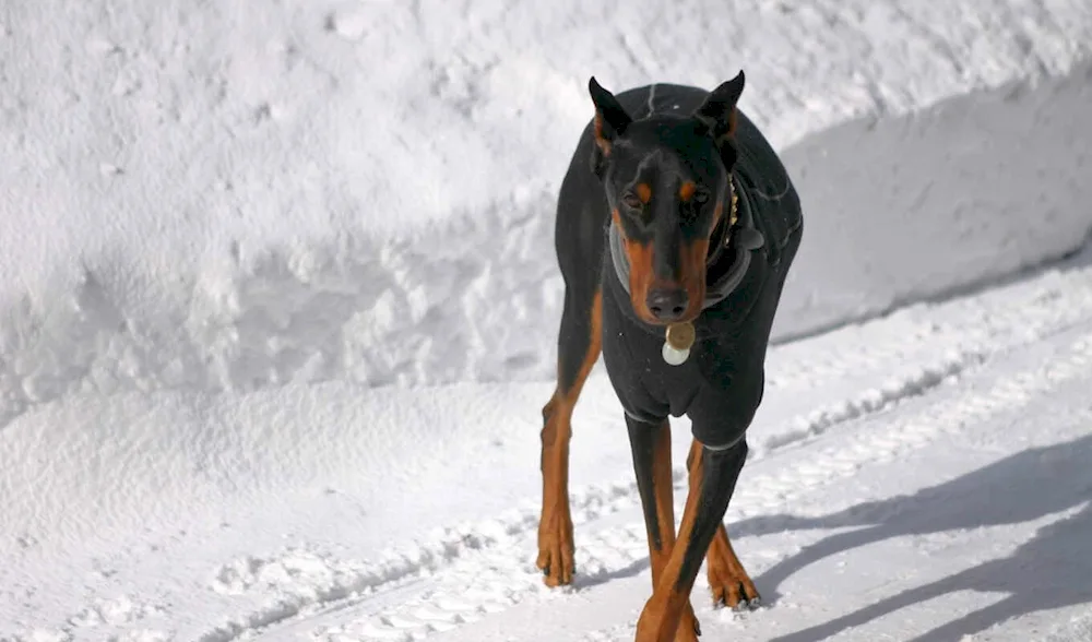 Doberman pinscher Aesthetica