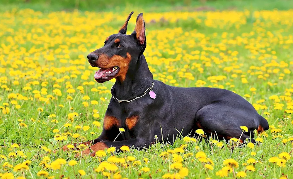 Doberman lop-eared