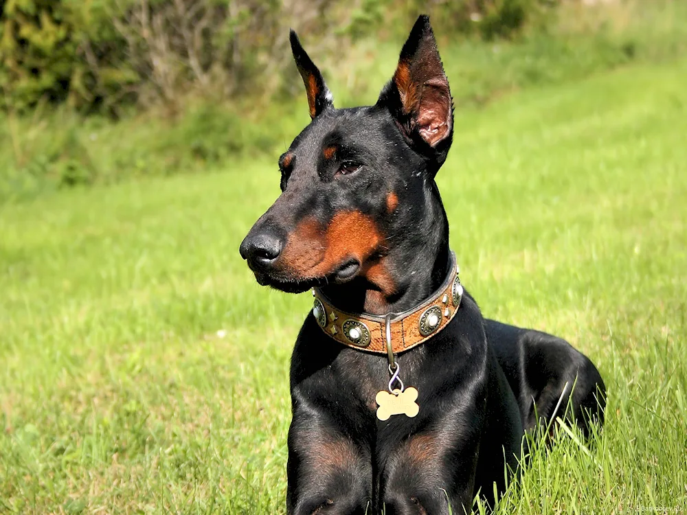 Doberman lop-eared dog