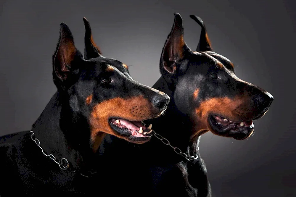 Beautiful Doberman dogs. albino pinscher