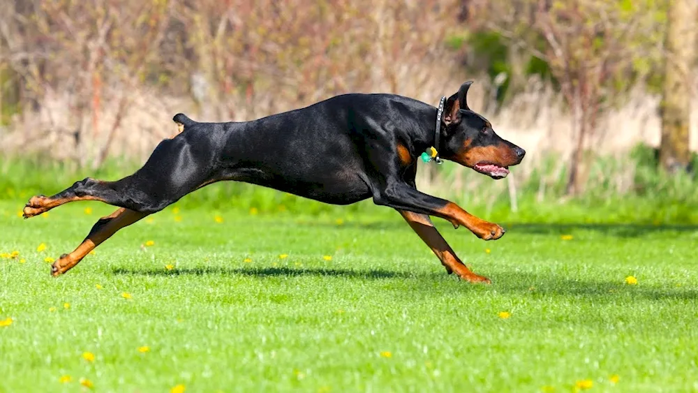 Doberman dog