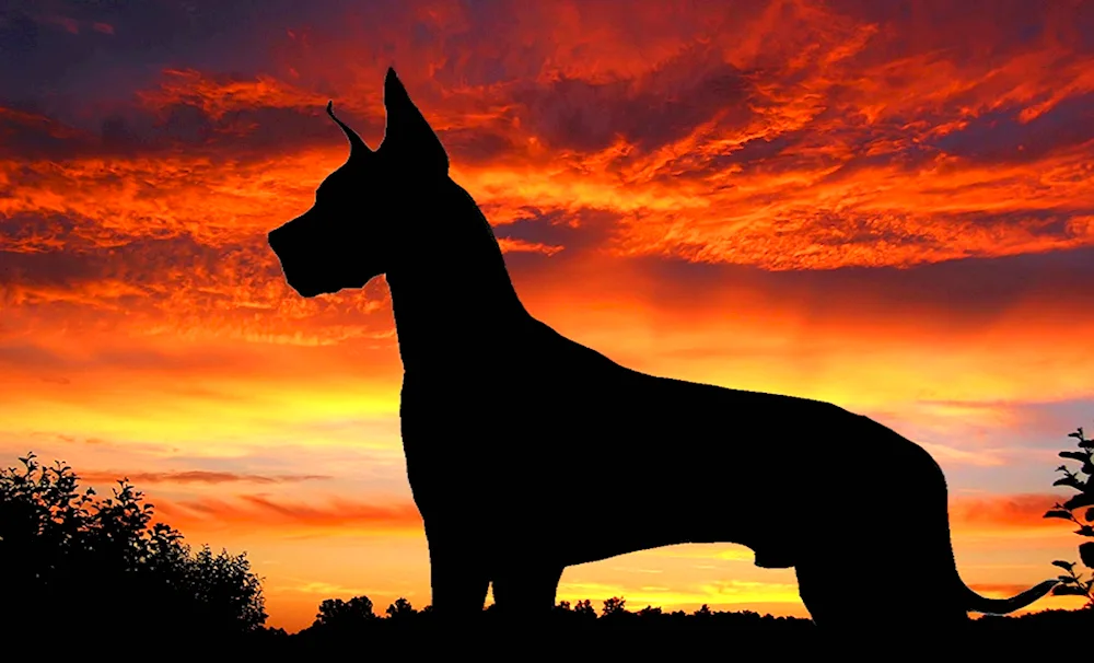 Doberman dog on a black background