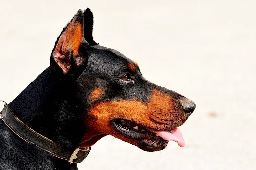 Doberman unkuped