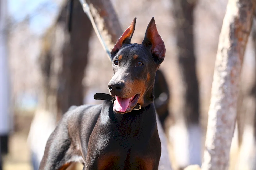 Doberman dog