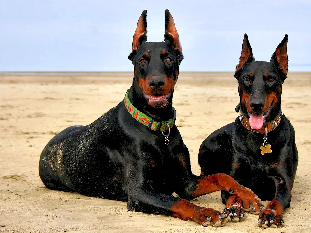 Doberman dog