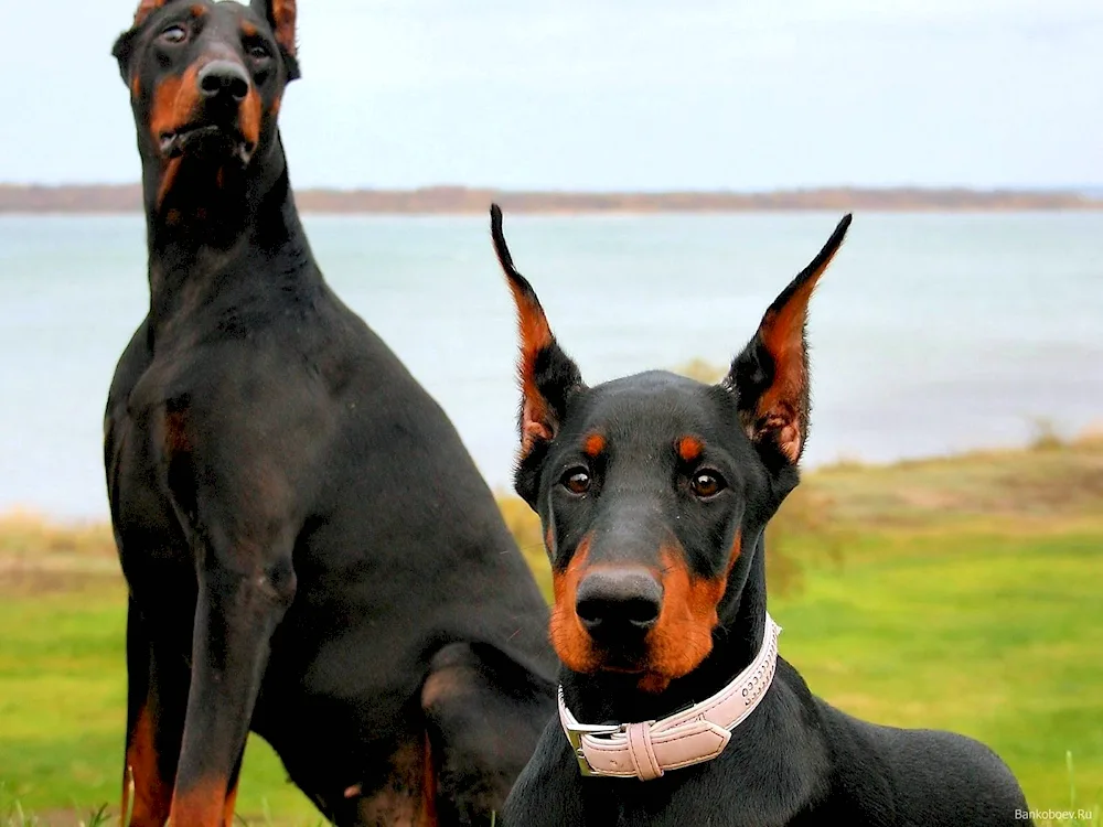 Doberman dog breeds