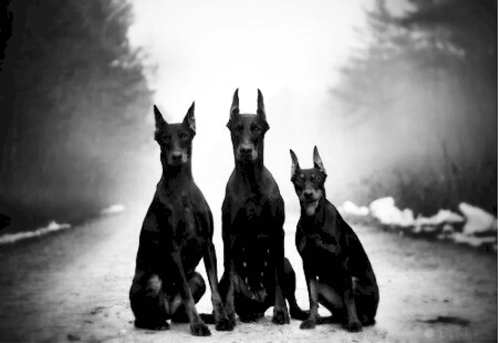 Doberman unkuped