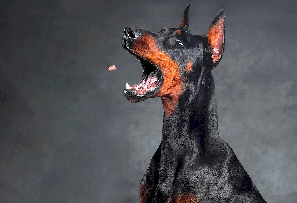 Doberman dog