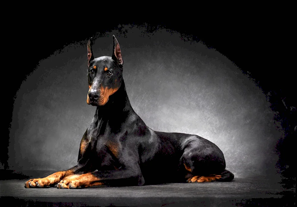 Doberman pinscher staggered