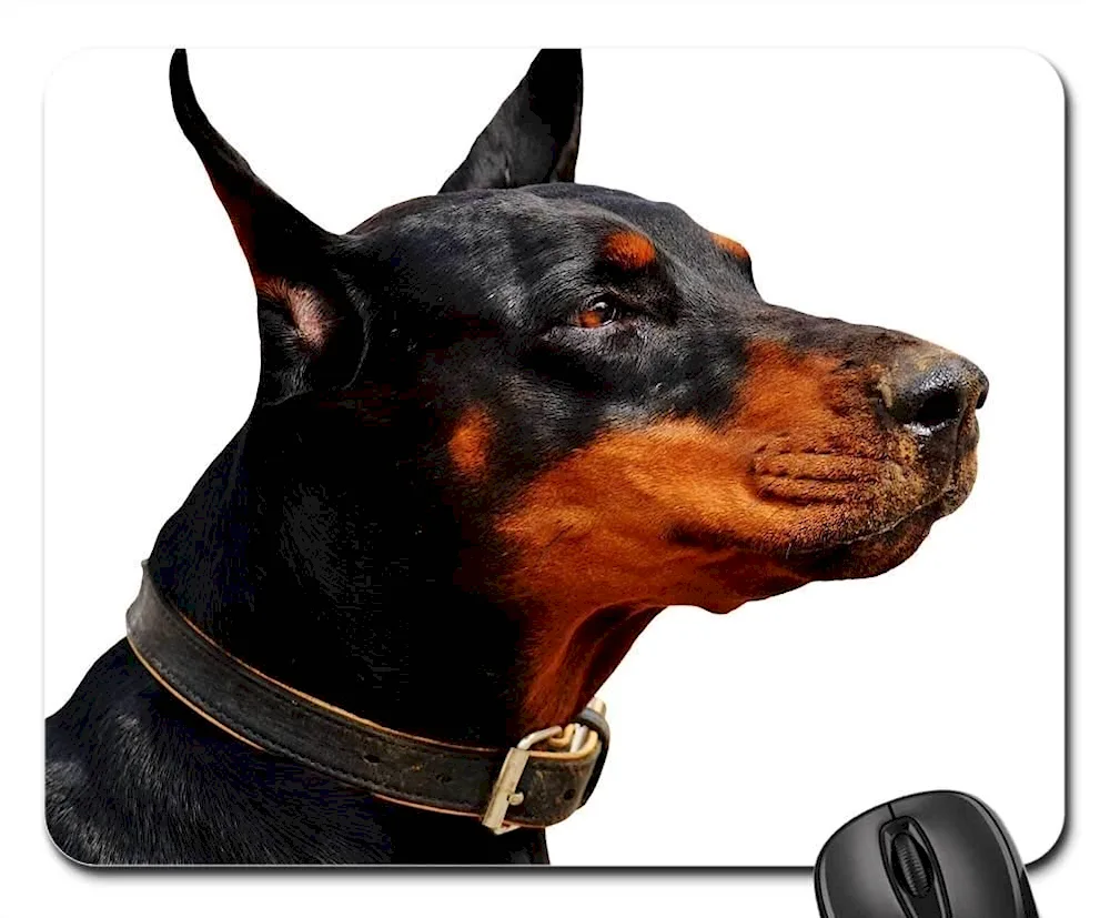 Doberman dog