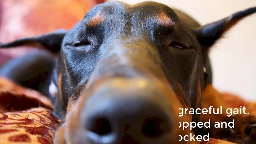 Doberman dog breeds