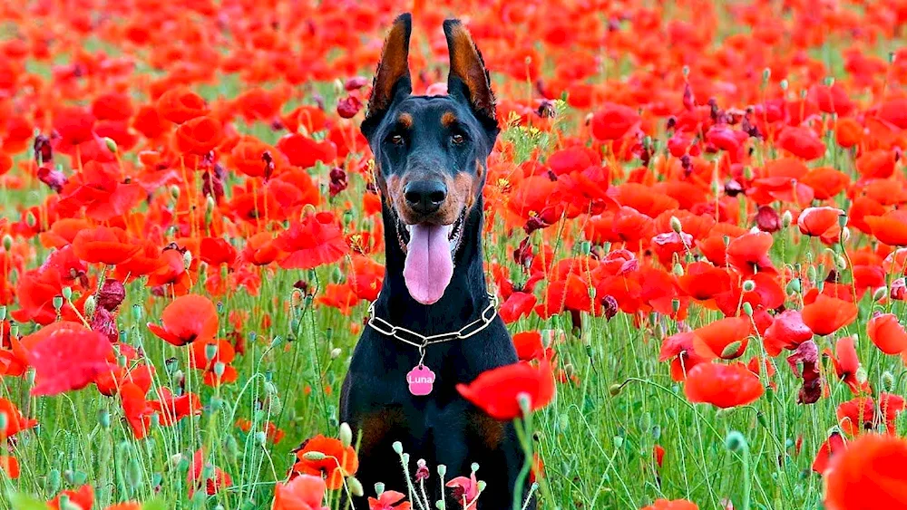 Doberman dog