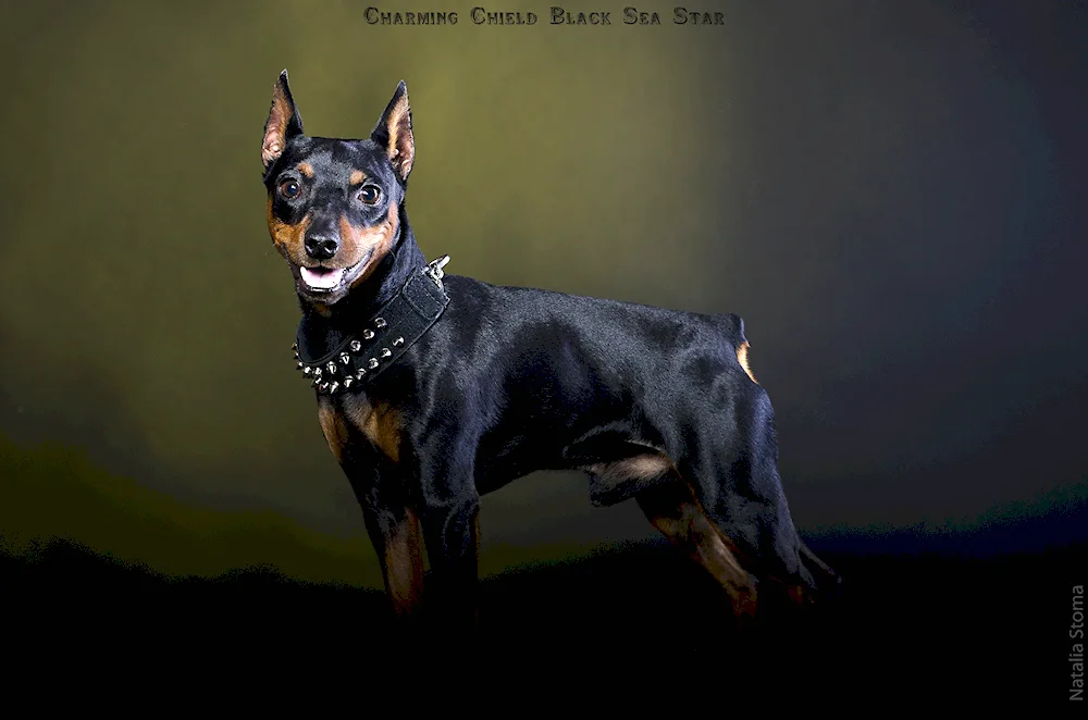 Doberman dog