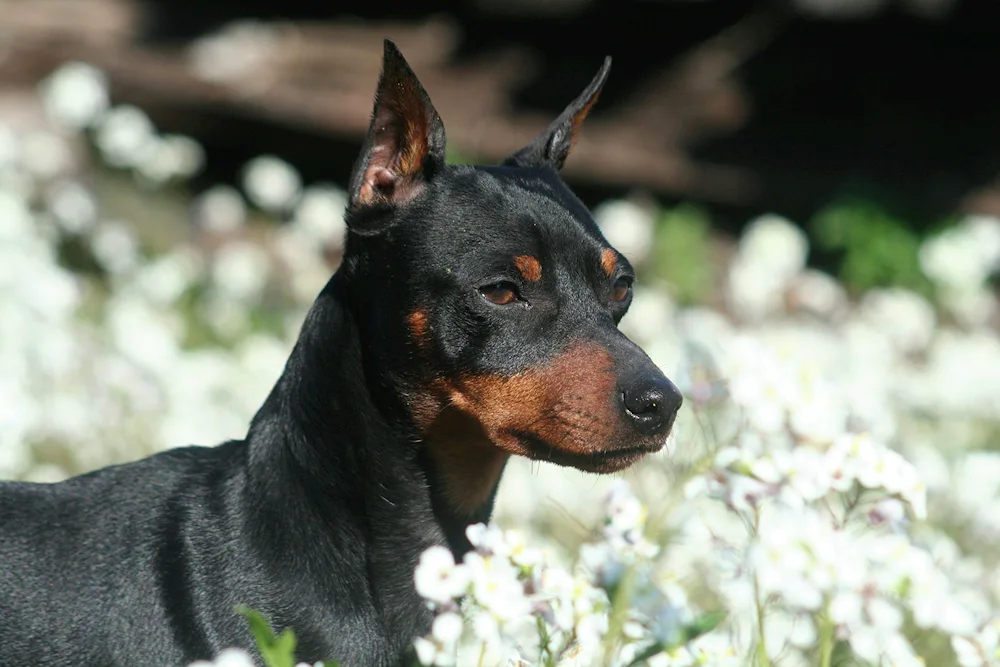 Doberman dog