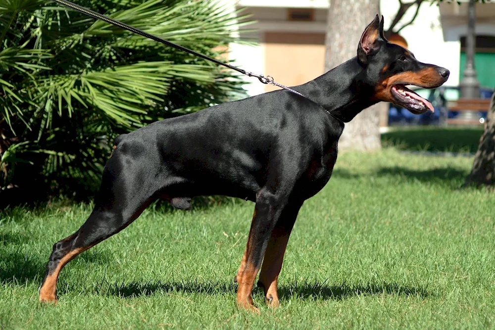 Doberman dog