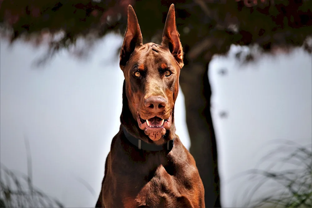 Doberman Dog