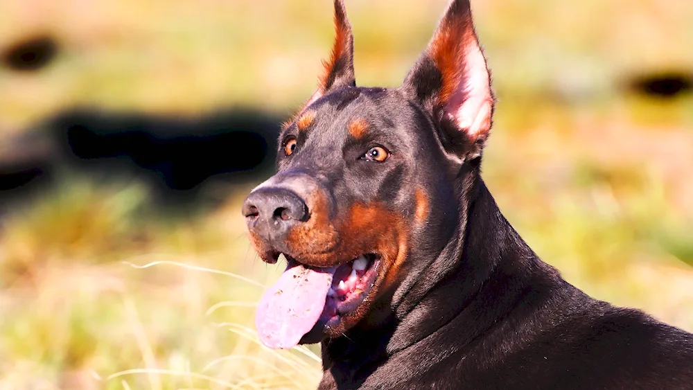 Doberman dog